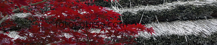 Random header image... Refresh for more!