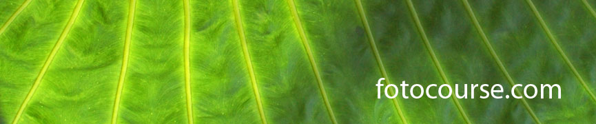 Random header image... Refresh for more!