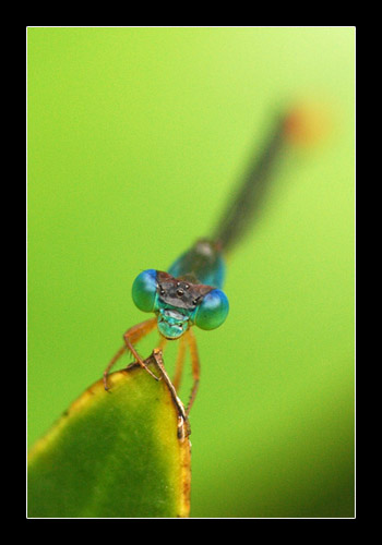 Damselfly