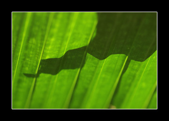 Leaf & Shadow Leaf & Shadow