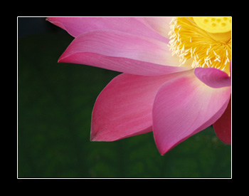Lotus Lotus