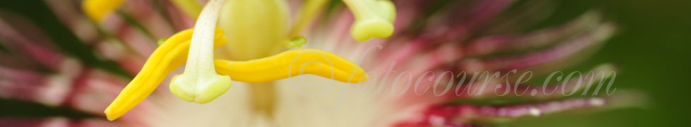 Macro - Make small things big